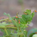 Assassin Bug Nymphs