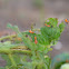 Assassin Bug Nymphs