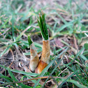 Crocus