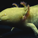 Axolotl