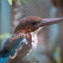 Kingfisher