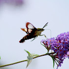 Hummingbird Moth