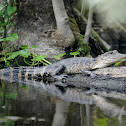American Alligator