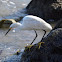 Snowy Egret