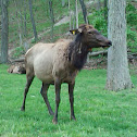 Elk