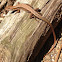 Japanese grass lizard