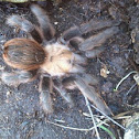 Missouri Tarantula