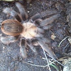 Missouri Tarantula