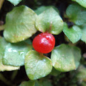 Rucachucao