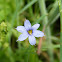 Blue-eyed stargrass