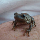 Sierran Treefrog