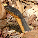 Copper-bellied Watersnake