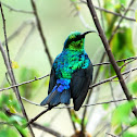 Marico Sunbird
