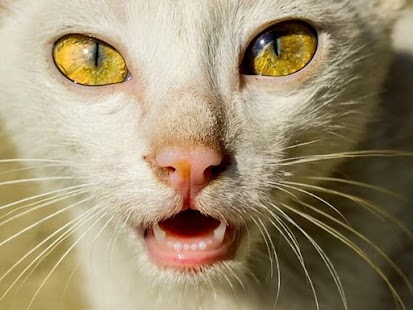 How to install Kitties 1.0.1 unlimited apk for laptop