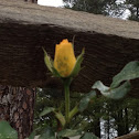 Aphids on a new rose bud