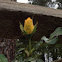 Aphids on a new rose bud