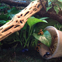 Blue poison dart frog; Yellow-banded poison dart frog