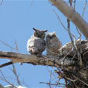 Great Horned Owl&Owlet