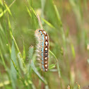 Forest Tent Caterpillar