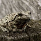 Gray tree frog