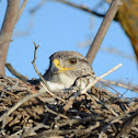 Ferruginous Hawk