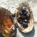 Freshwater mussel