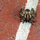 funnel Web Weaver