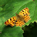 Comma