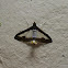 Cucumber Moth or Cotton Caterpillar
