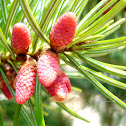 brote pino