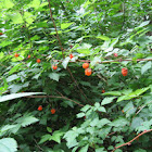 Salmon Berry