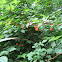 Salmon Berry