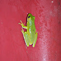 American Green Tree Frog