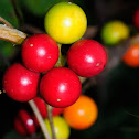 Red bryony, nueza