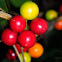 Red bryony, nueza