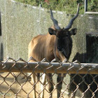 Derby Eland