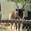 Derby Eland