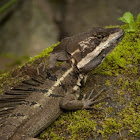 Brown Basilisk