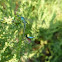 Blue-tailed Damselfly