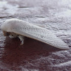 Erebid moth