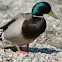 Mallard (Male)