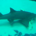 Smalltooth Sawfish