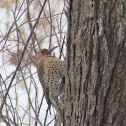 Northern Flicker