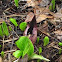 Skunk Cabbage