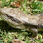 Eastern Blue Tongue Lizard