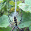 Writing spider