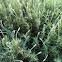 Dense blazing star