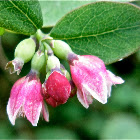 Snowberry