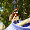 Purple Emperor - Großer Schillerfalter