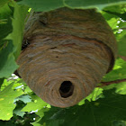 Paper Wasp